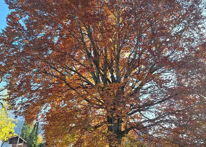 Ferienmaisonette Purpurbuche *