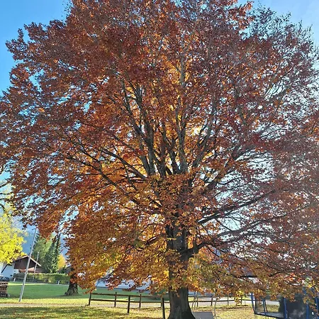 Ferienmaisonette Purpurbuche *